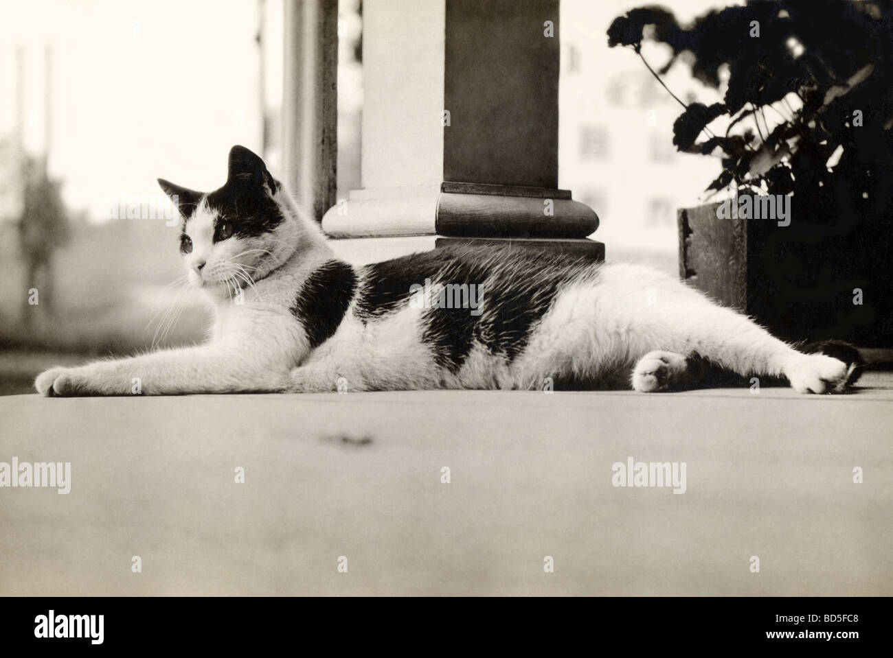 Worm's Eye View of Lounging Cat Stock Photo Alamy