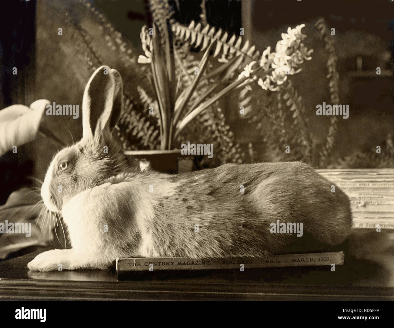 Rabbit Resting on 1908 Issue of The Century Magazine Stock Photo