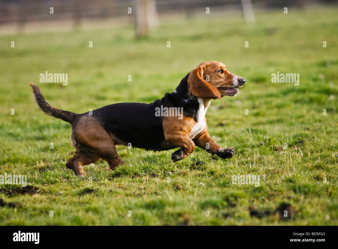 Basset Hound running across a meadow Stock Photo
