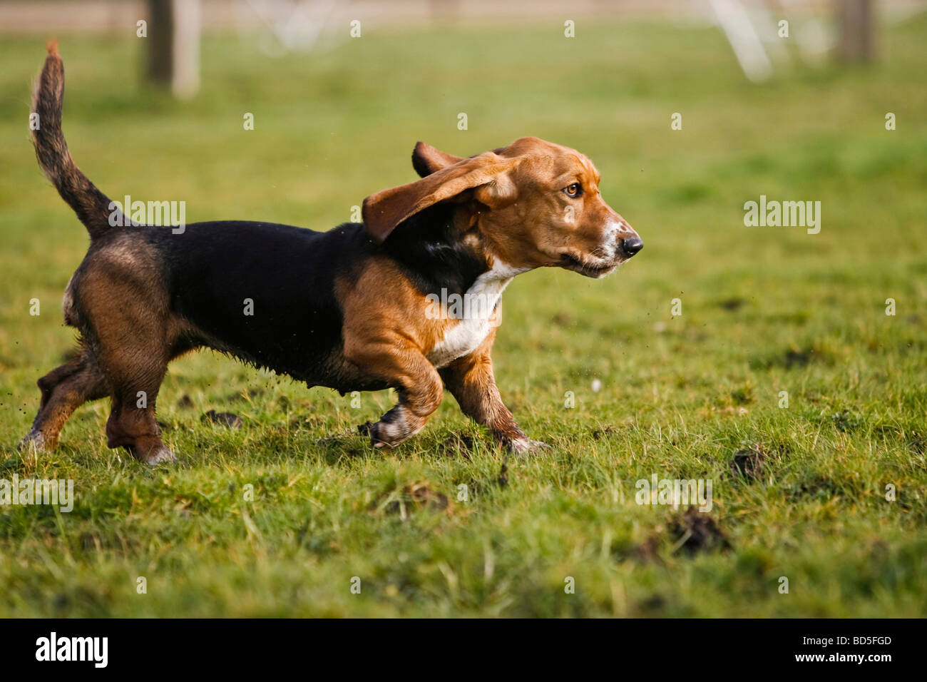 Basset Hound running across a meadow Stock Photo