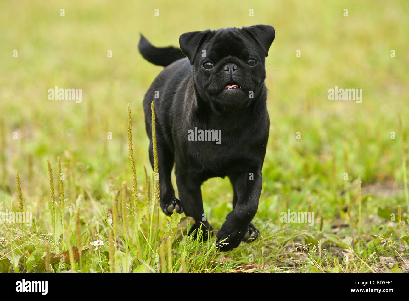 Pug running across a meadow Stock Photo