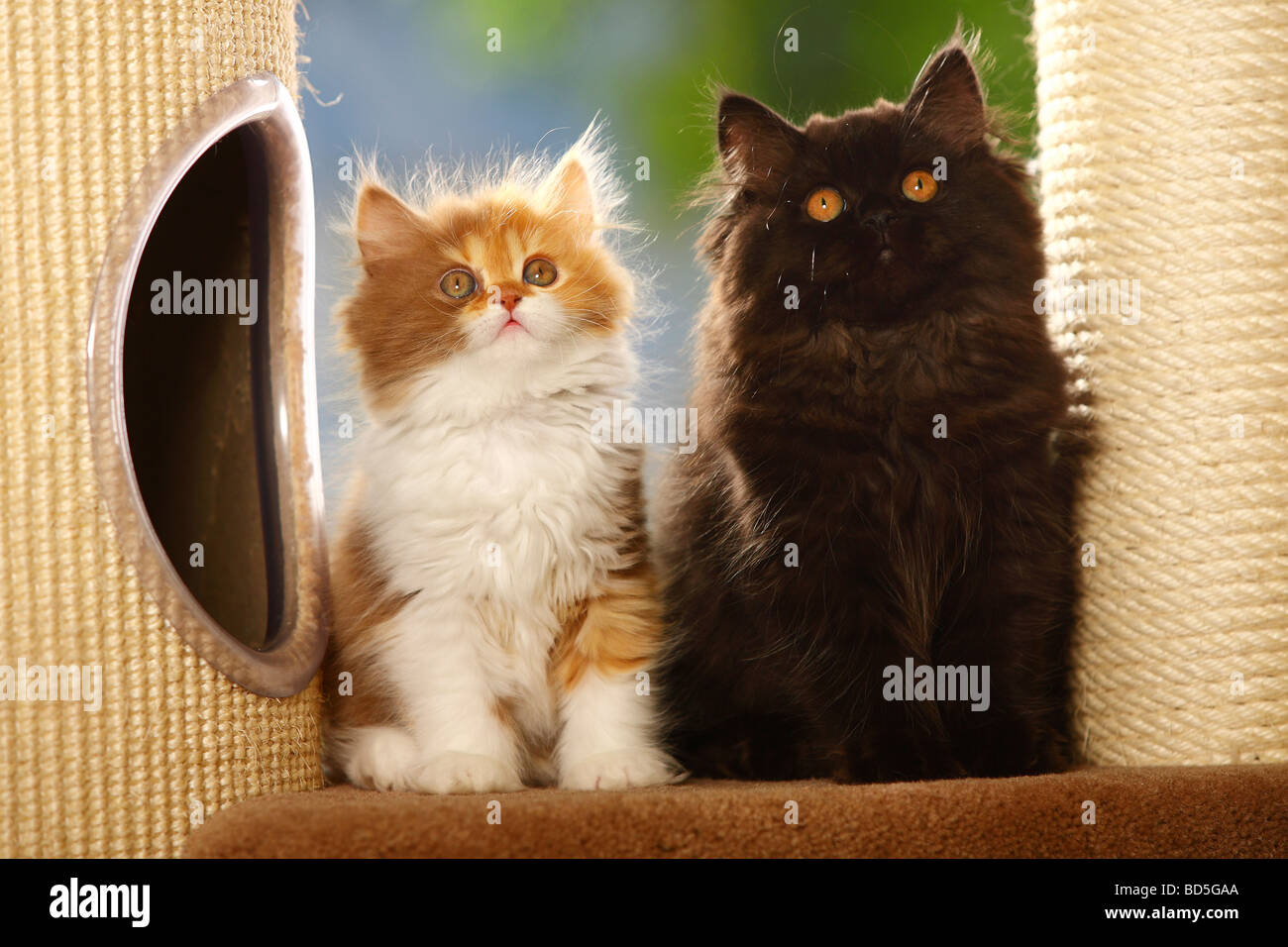 British Longhair Cat kittens cinnamon tortie white and black Highlander Lowlander Britanica Stock Photo