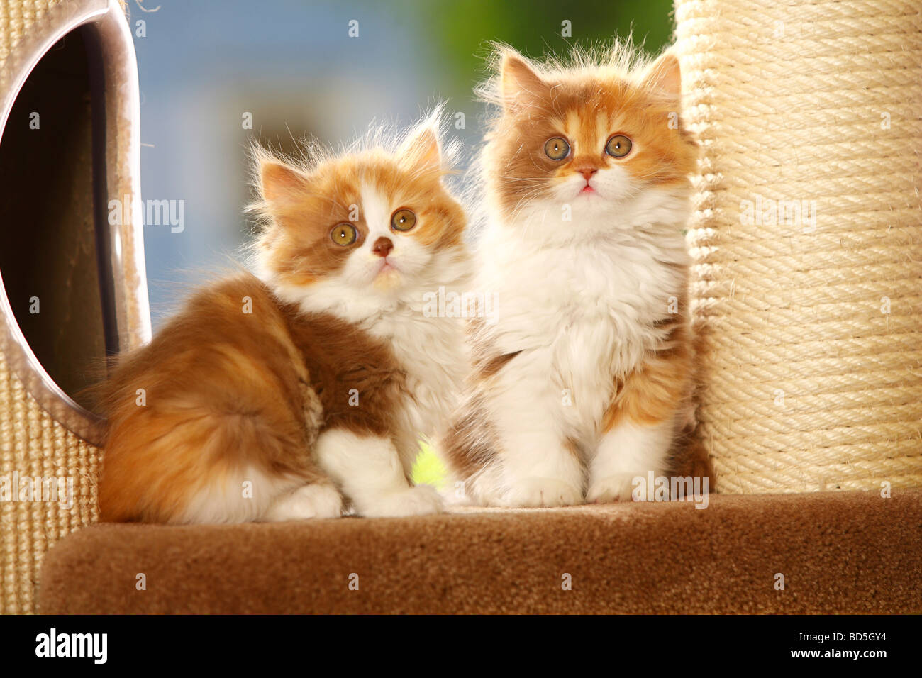 British Cinnamon Kitten