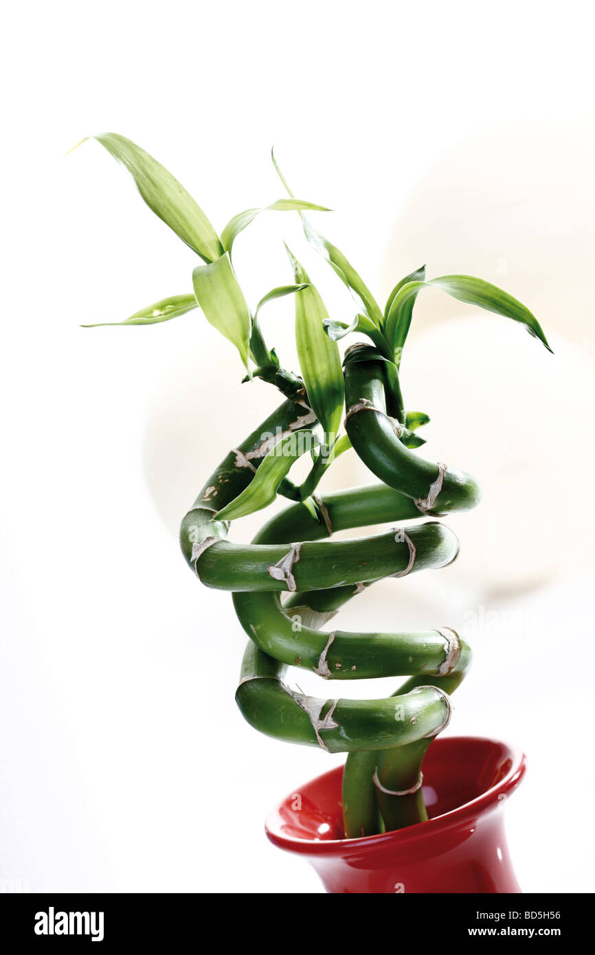 Lucky bamboo in vase Stock Photo Alamy