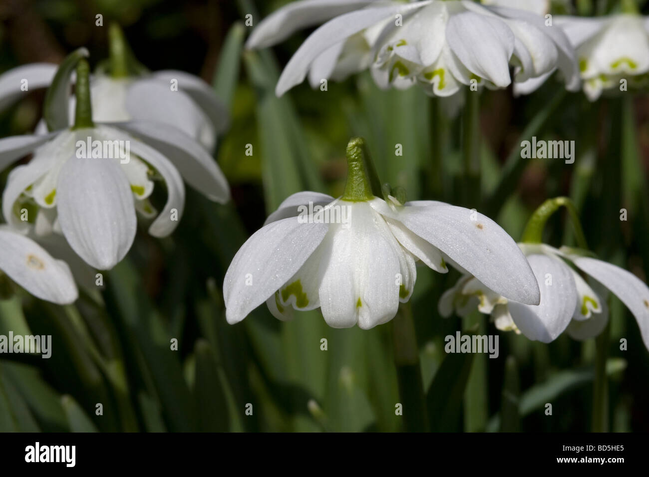 Group of snowdrops Stock Photo - Alamy