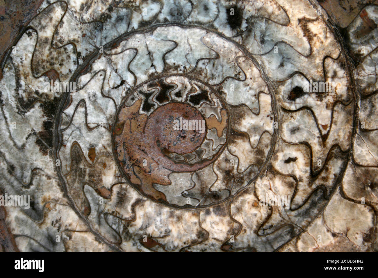Ammonite Goniatite (Devonian) From Morocco Stock Photo