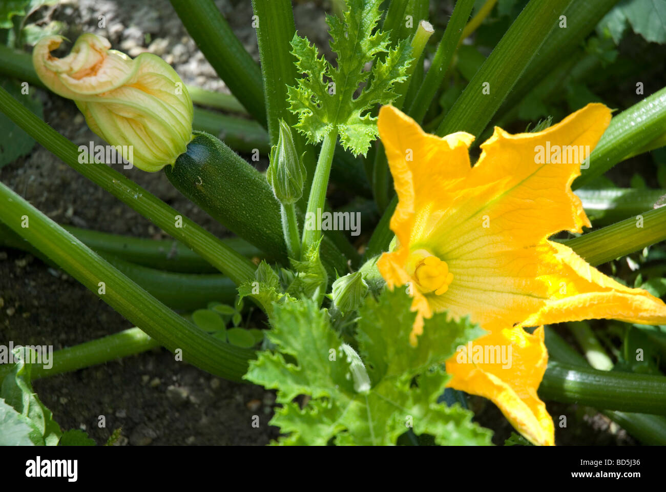 Courgette plant with flower Stock Photo Alamy