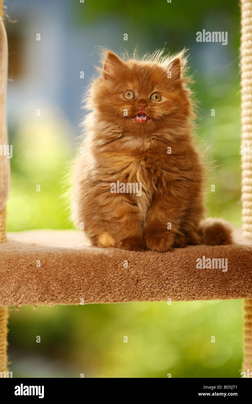 British Longhair Cat kitten cinnamon tortie Highlander Lowlander ...