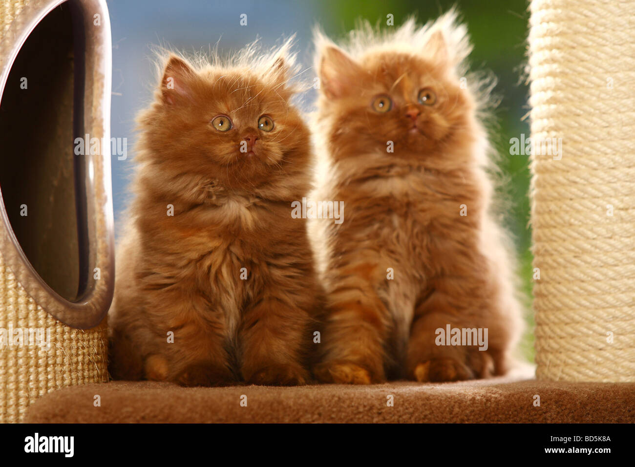 British Longhair Cat kitten cinnamon tortie Highlander Lowlander