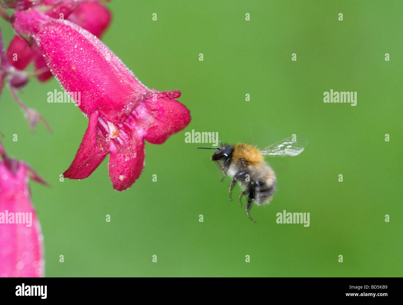 bumble bee in flight heading for a pink penstemon flower Stock Photo
