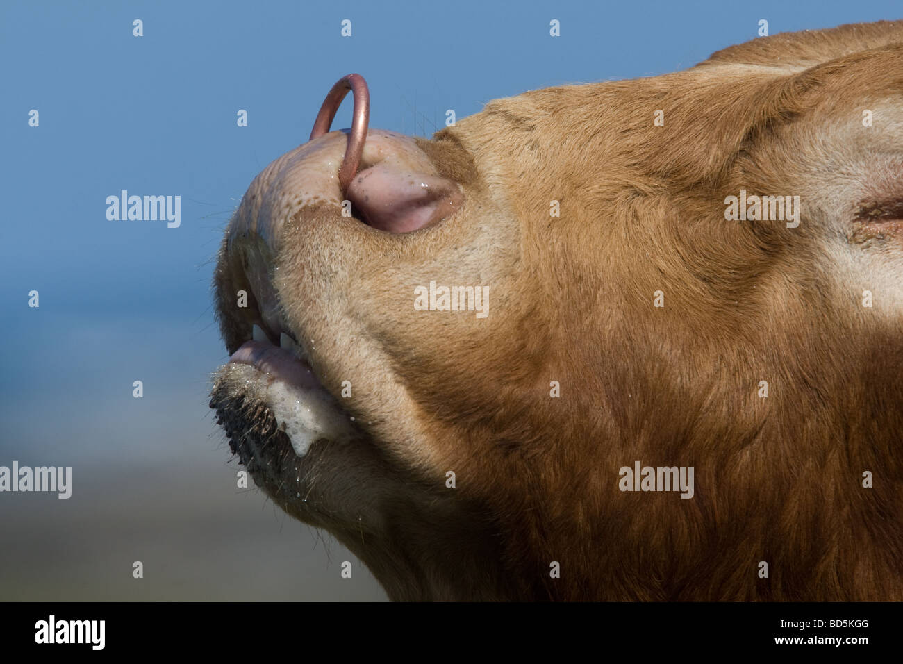 Head shot of a bull with ring in nose Stock Photo