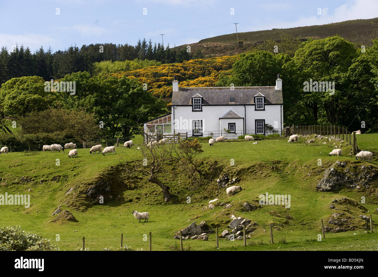 Cottage, sheep, Isle of Mull, Scotland, United Kingdom, Europe Stock