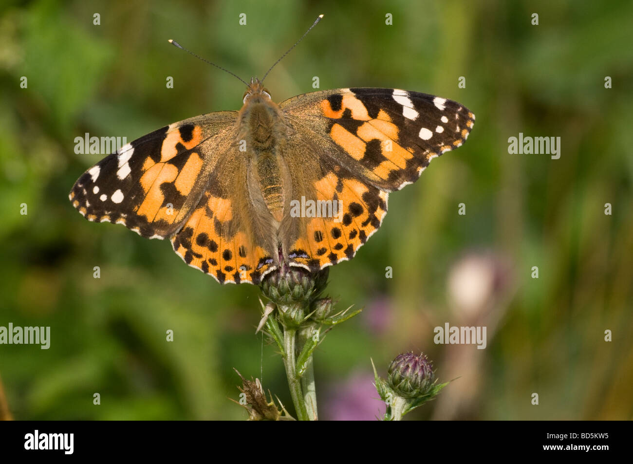 Painted Lady butterfly (Vanessa cardui) settled on a flower with wings open Stock Photo