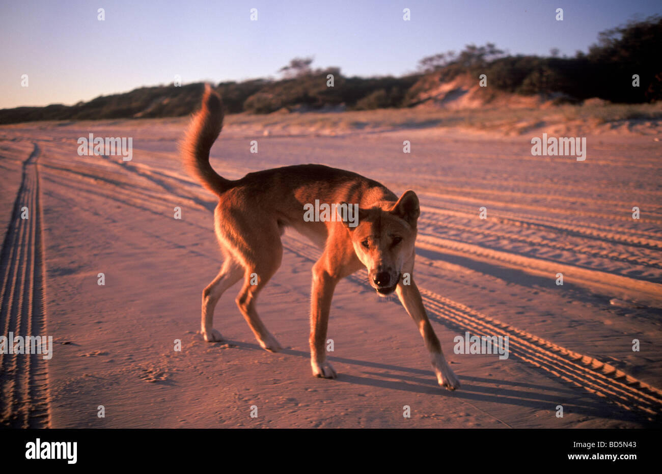Dingo on beach, Fraser Island, Queensland, Australia Stock Photo Alamy