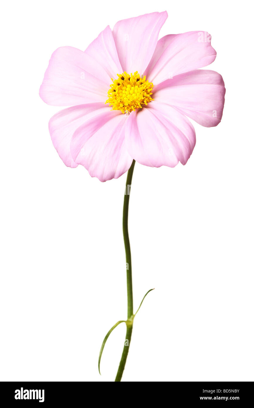 pink daisy isolated on a pure white background Stock Photo - Alamy