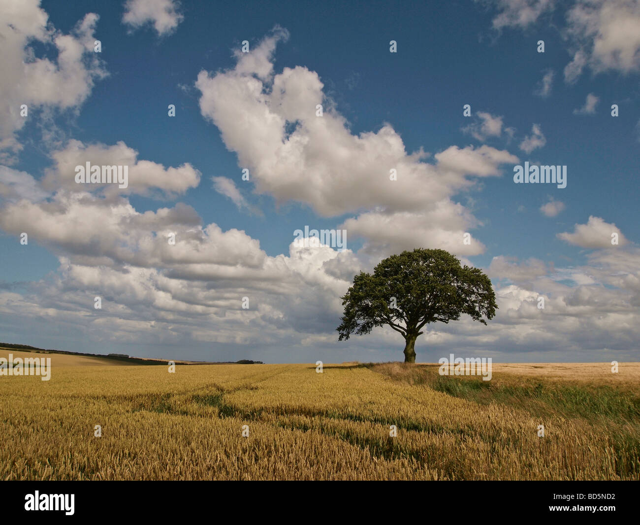 Lone sycamore tree in wheat fied on Yorkshire wolds UK Stock Photo