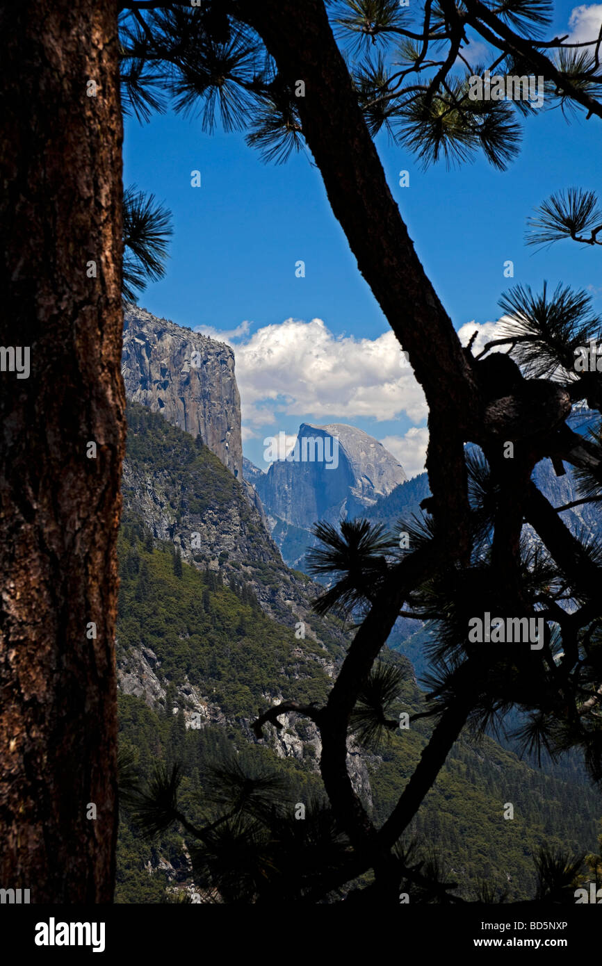 Half Dome,Yosemite National Park sillhouetted by fir tree California, USA Stock Photo
