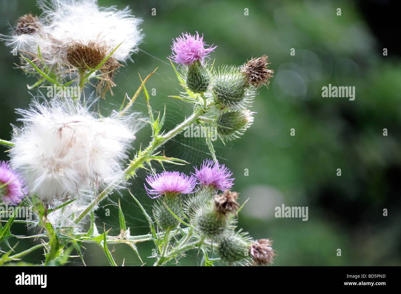 Royalty free close up photograph of flowering thistle in the UK countryside. Stock Photo