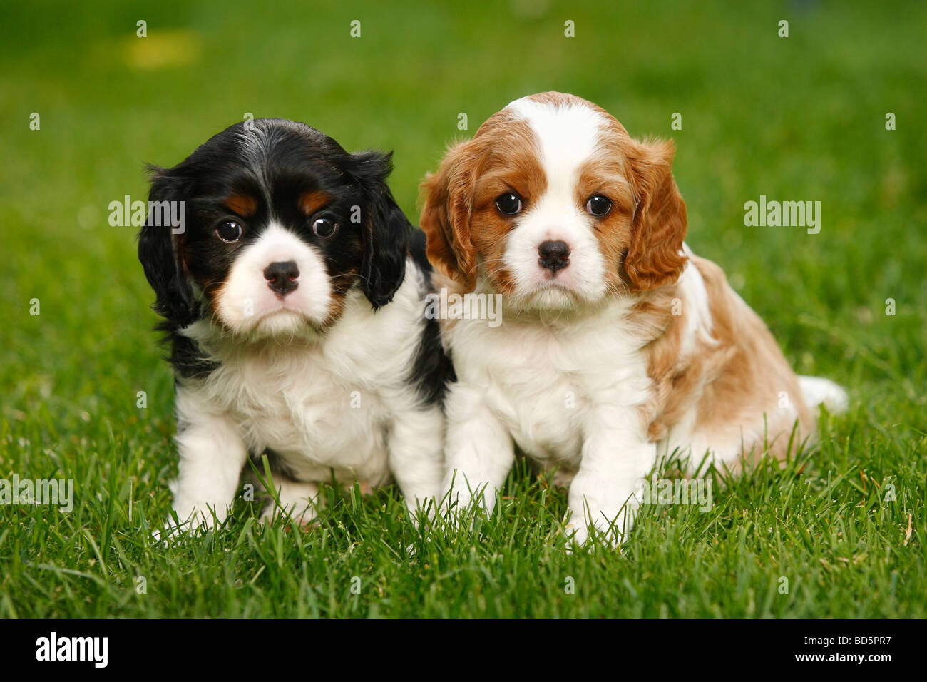 Cavalier King Charles Spaniel puppies blenheim and tricolour 5 weeks Stock Photo Alamy