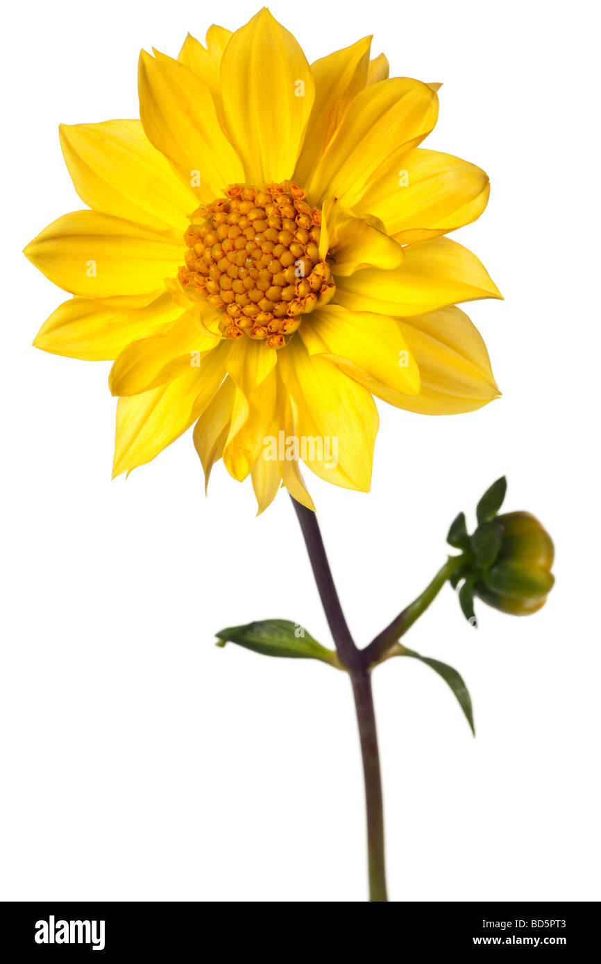 dahlia isolated on a pure white background Stock Photo