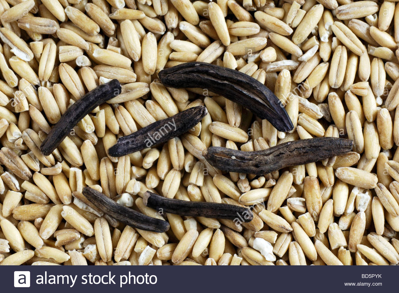 Ergot on many grains of rye Stock Photo 25328679 Alamy