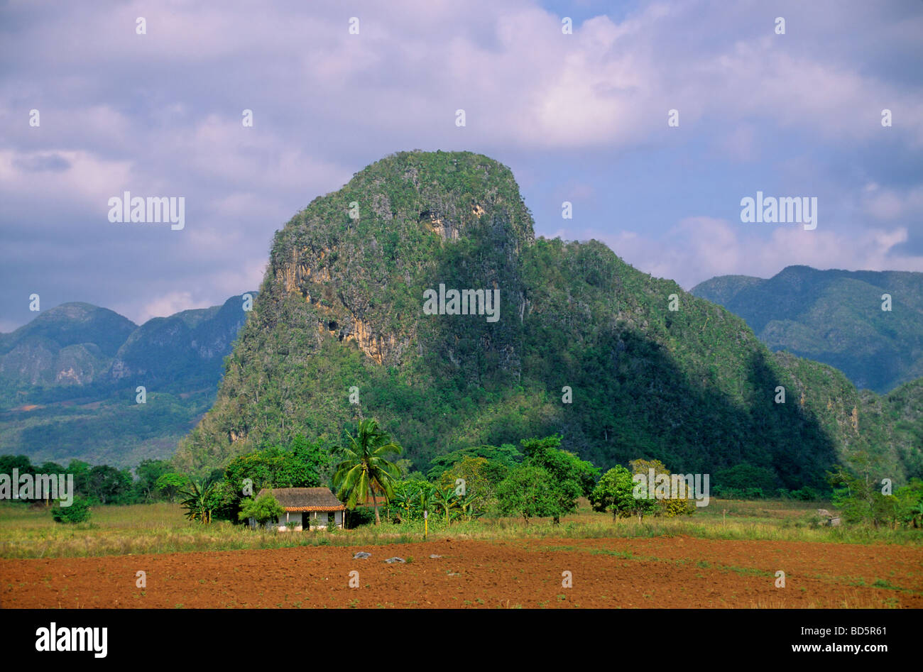 Limestone hill a Magote in the karst topography valley at Vinales Pinar