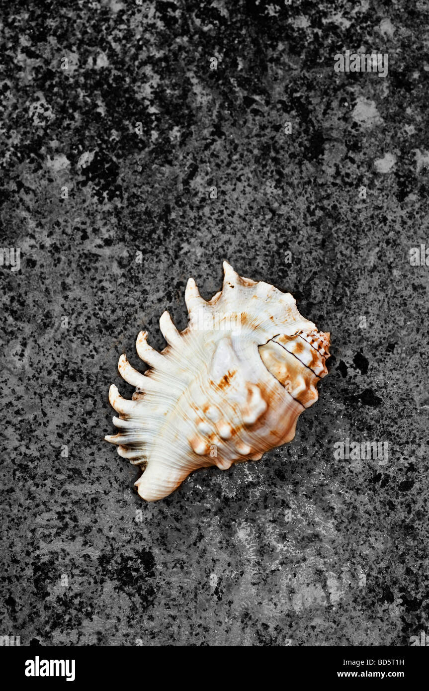 Sea shell Stock Photo