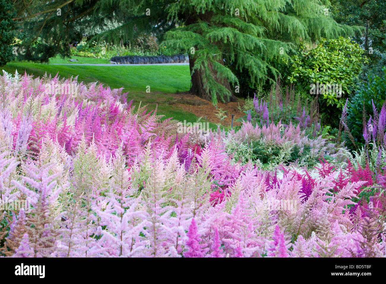 Нематода земляничная астильба. Астильба арендса розовая. Астильба deutschland. Астильба мик. Астильба bressingham beauty.