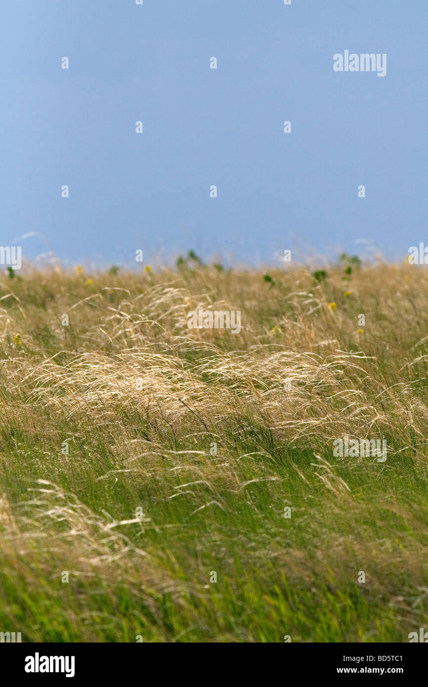 Tall grass prairie of South Dakota USA  Stock Photo