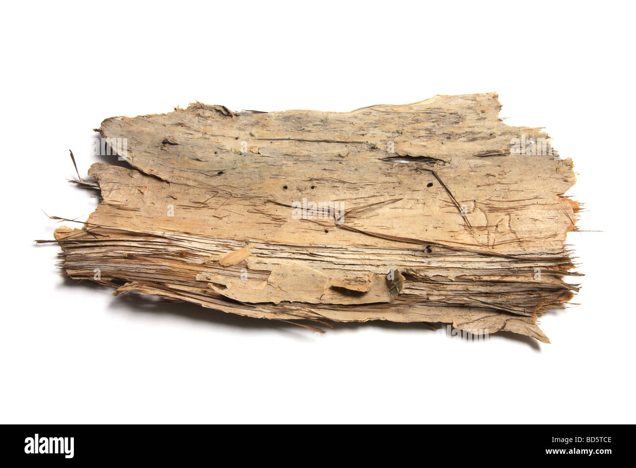 Piece of Tree Bark Stock Photo