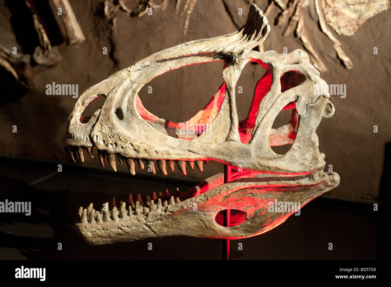 Cast of Cryolophosaurus ellioti skull Early Jurassic period Australian Museum Sydney NSW Australia Stock Photo