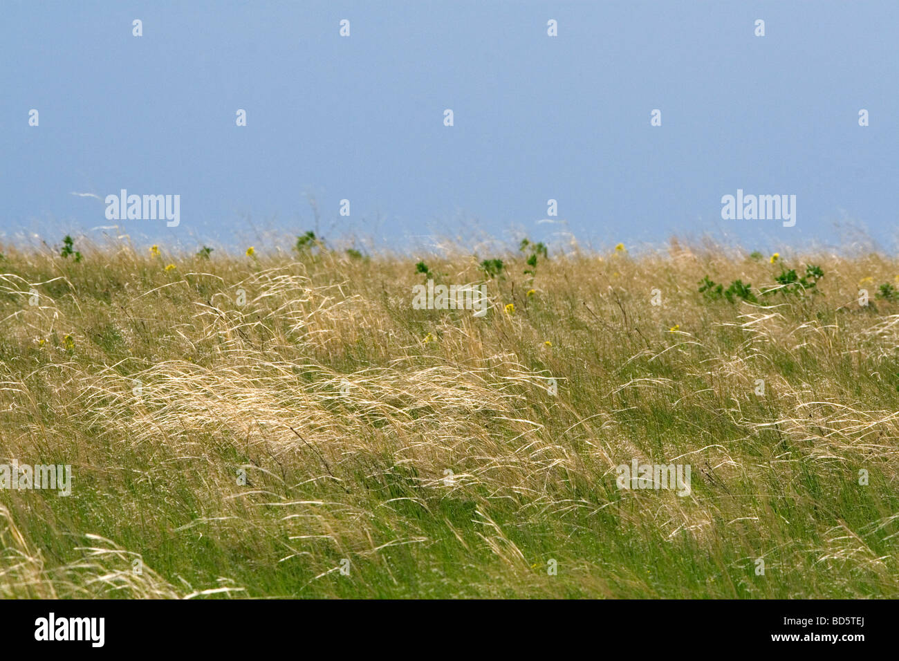 Tall grass prairie of South Dakota USA  Stock Photo