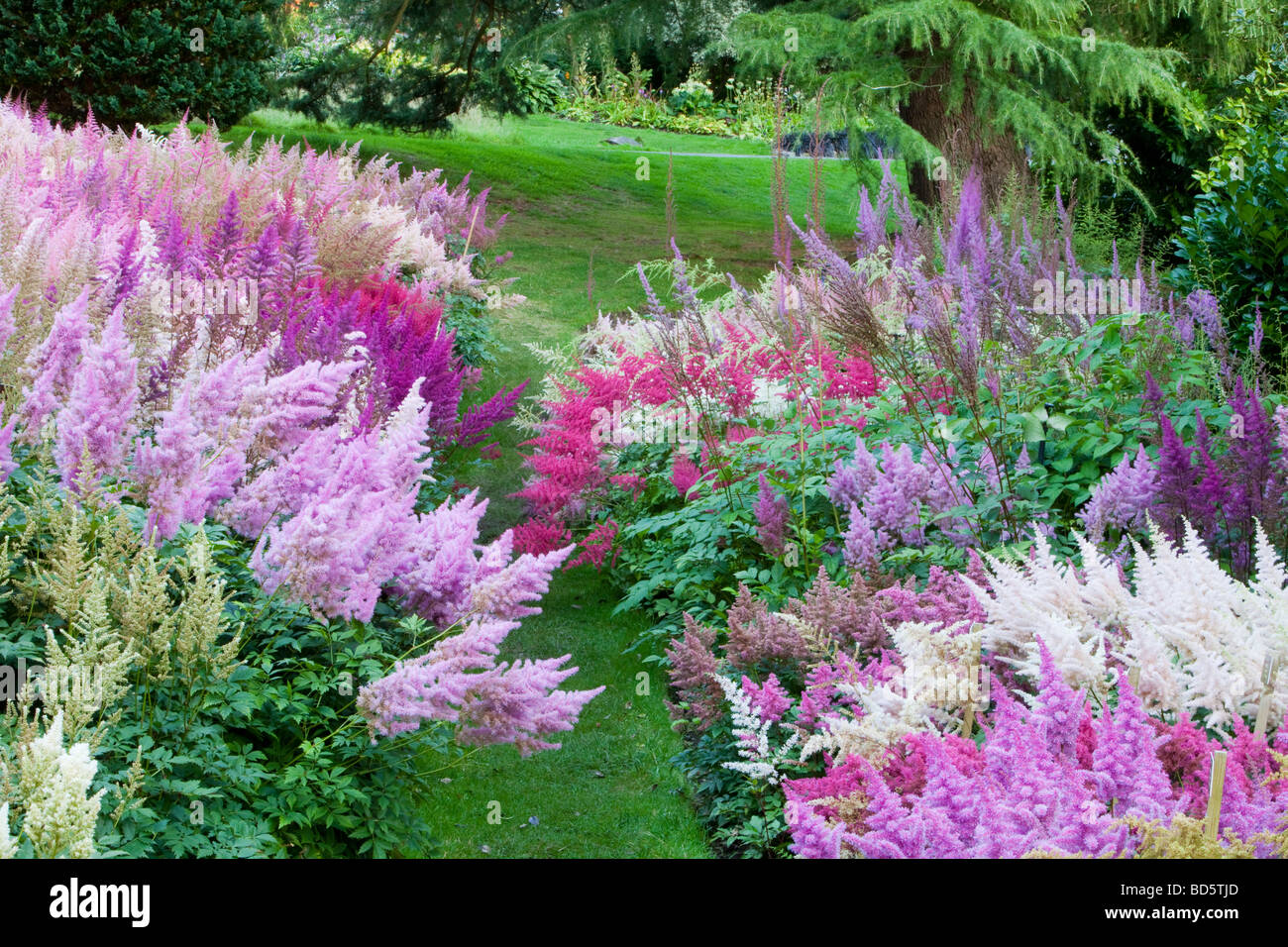 The National Collection of Astilbe s at Holehird Garden Windermere Cumbria UK Stock Photo