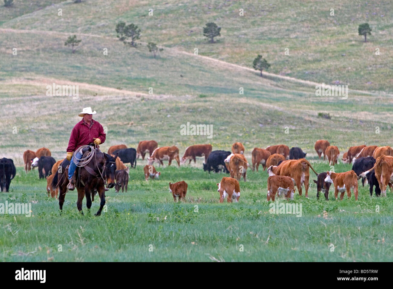 American cowboy rides horseback herding cattle north of Hot Springs South Dakota USA  Stock Photo