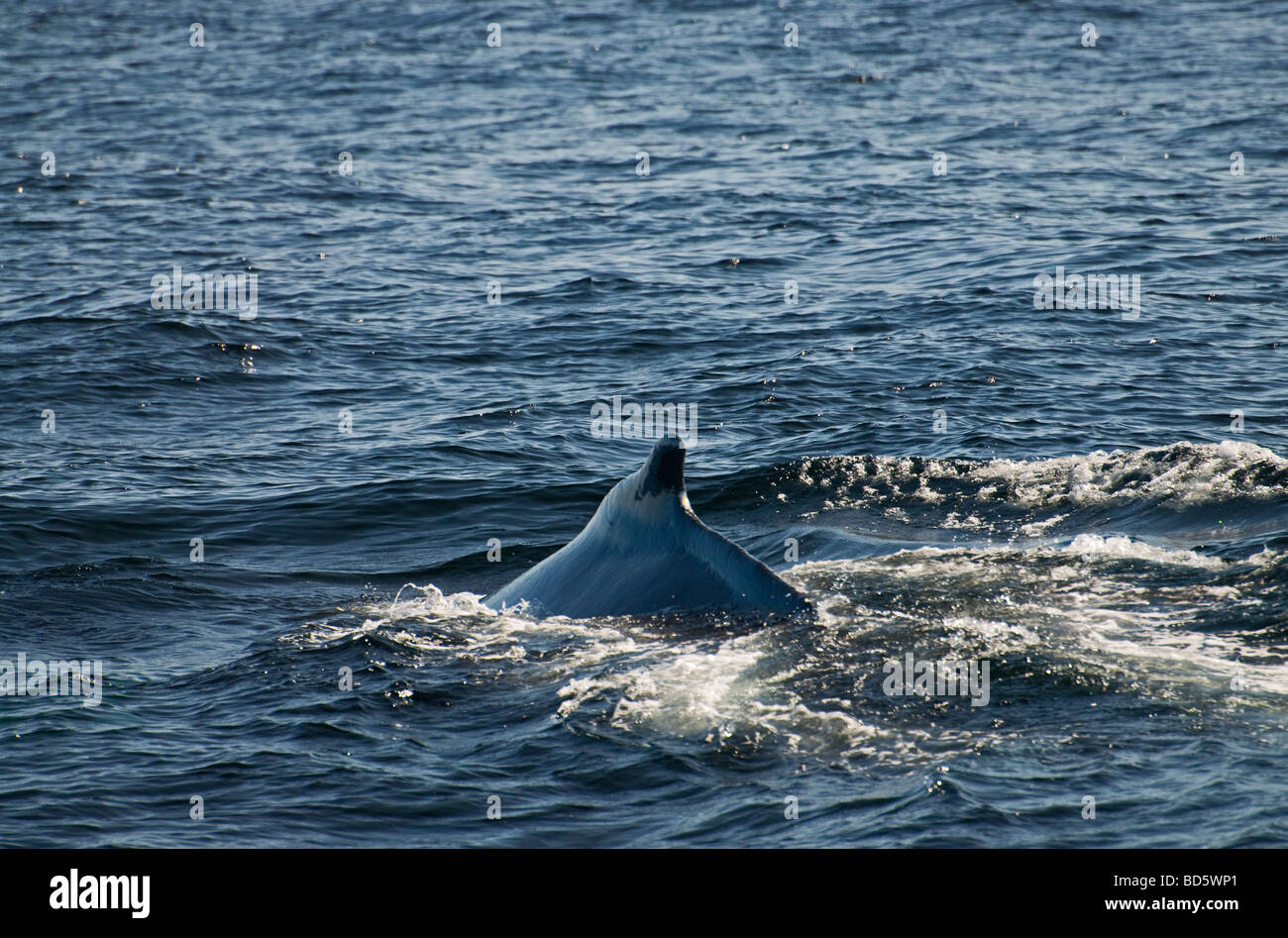 A Humpback Whale on the surface Stock Photo - Alamy