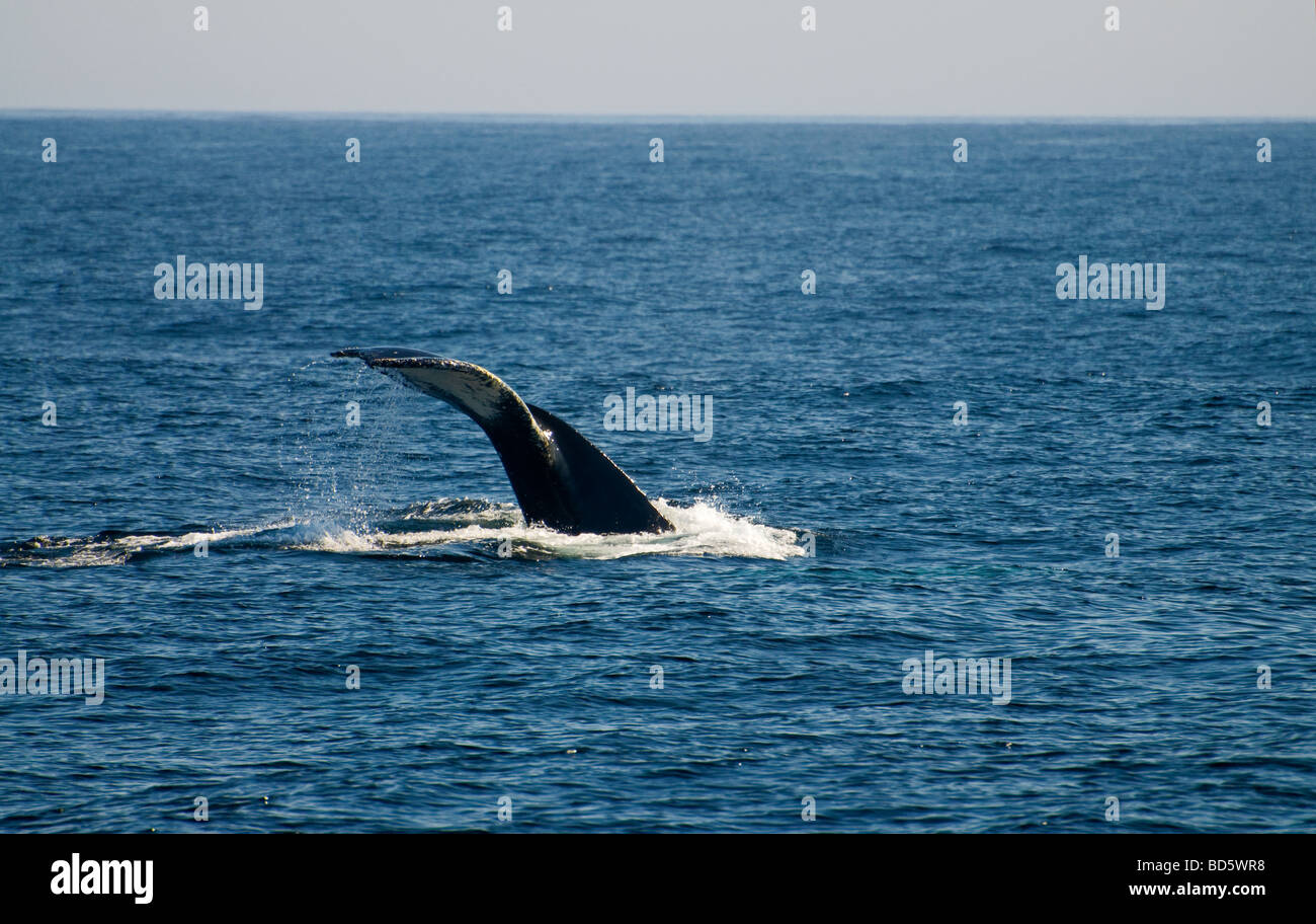 A Humpback whale diving in the Atlantic Ocean Stock Photo - Alamy