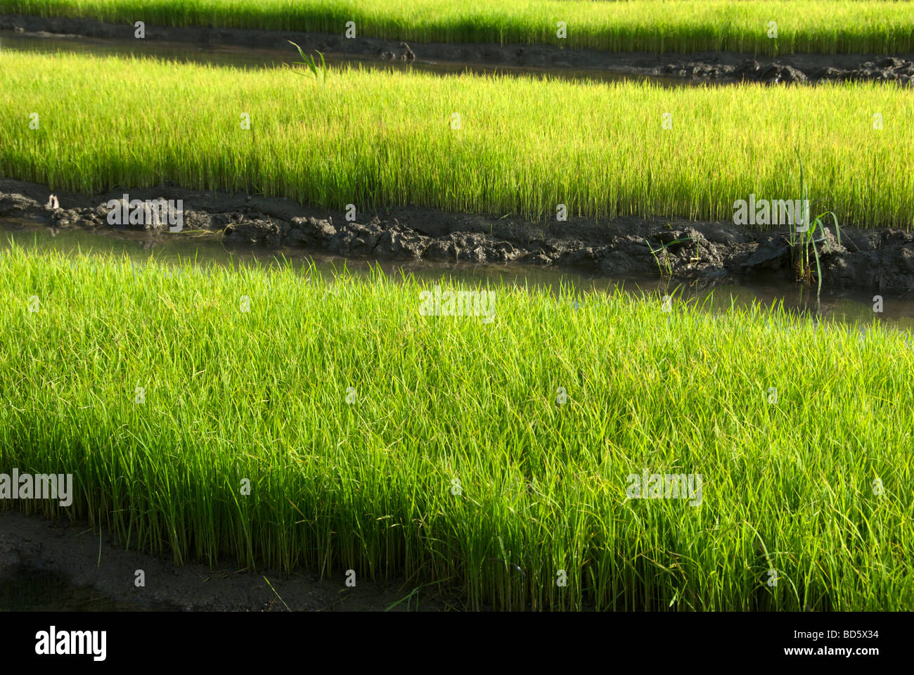 Rice Tam Coc Ninh Binh Province Northern Vietnam Stock Photo