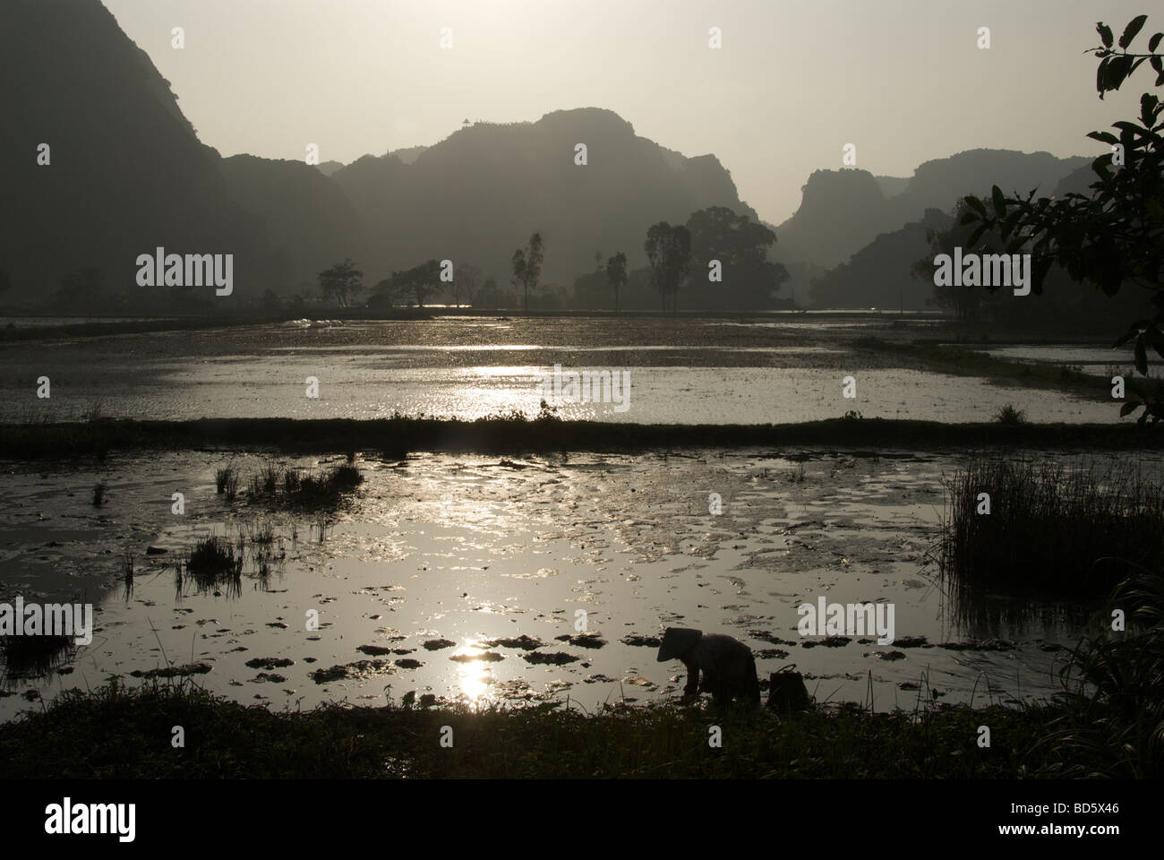Rice fields and limestone karsts at sunset Tam Coc Ninh Binh Province Northern Vietnam Stock Photo