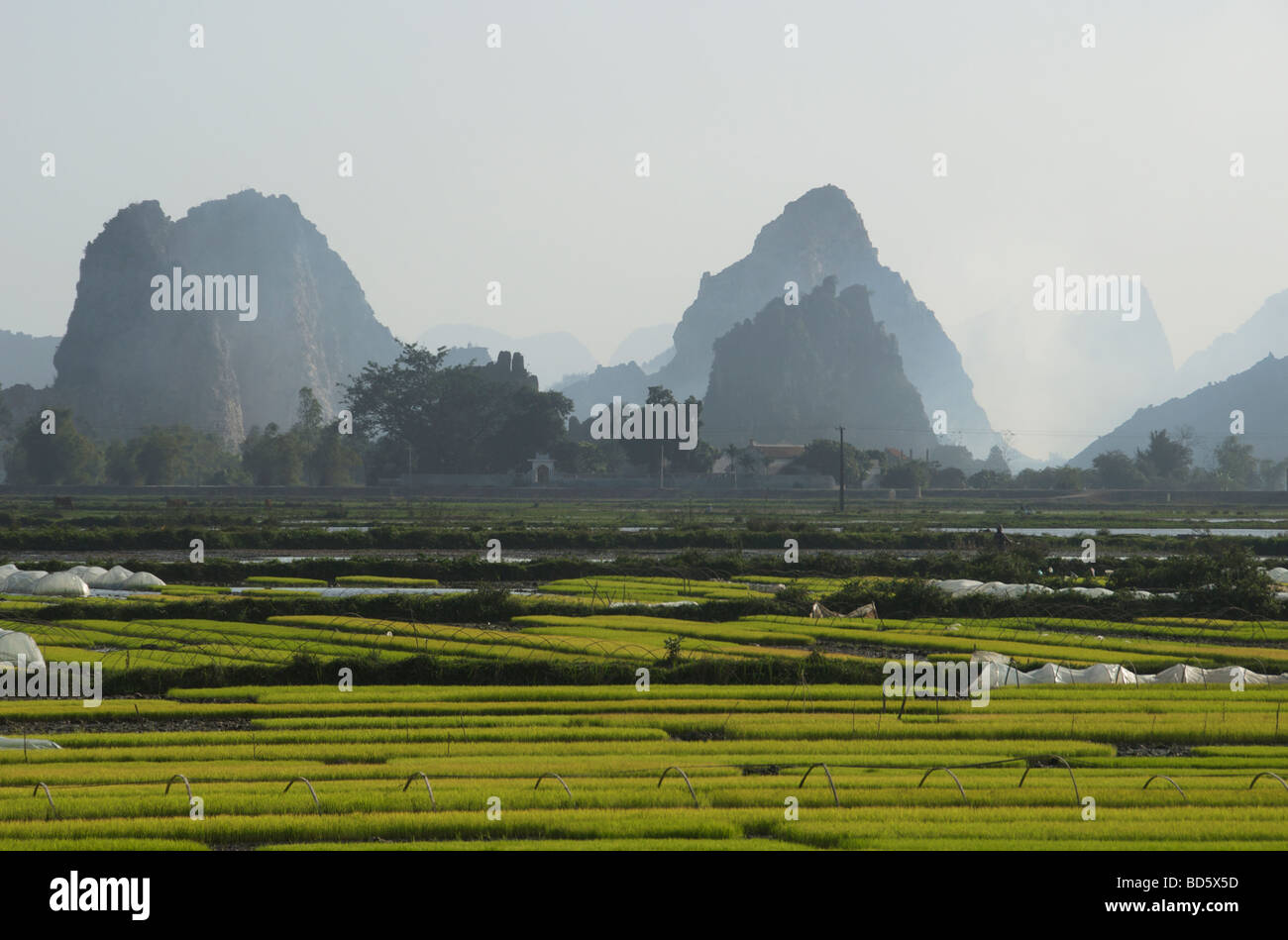 Rice fields and limestone karsts Tam Coc Ninh Binh Province Northern Vietnam Stock Photo