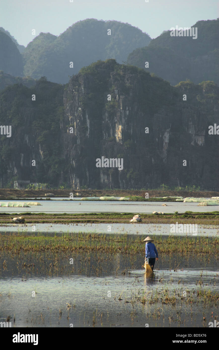 Woman walking in flooded rice fields with limestone karsts in background Tam Coc Ninh Binh Province Northern Vietnam Stock Photo