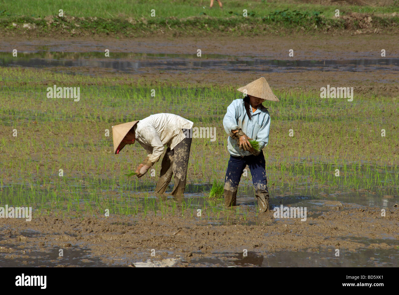 Two women planting rice Tam Coc Ninh Binh Province Northern Vietnam Stock Photo