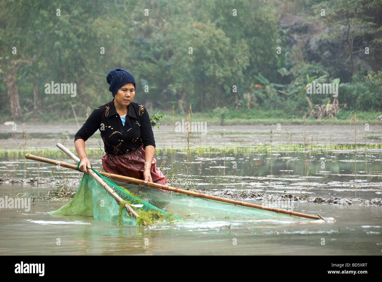Woman collecting edible weed Ngo Dong River Tam Coc Ninh Binh Province Northern Vietnam Stock Photo