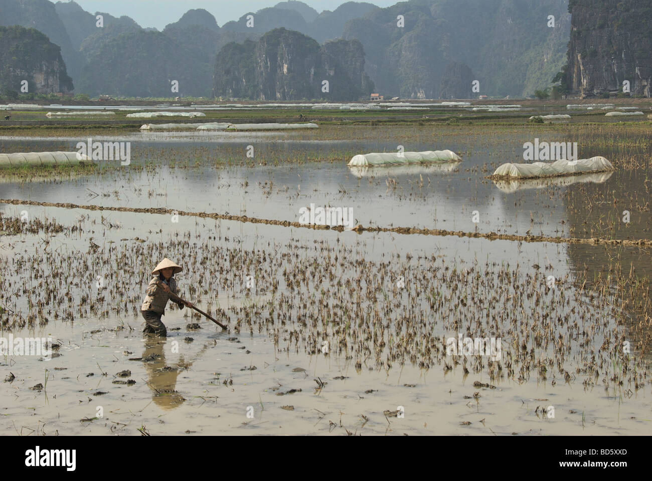 Woman working in flooded rice fields with limestone karsts in background Tam Coc Ninh Binh Province Northern Vietnam Stock Photo