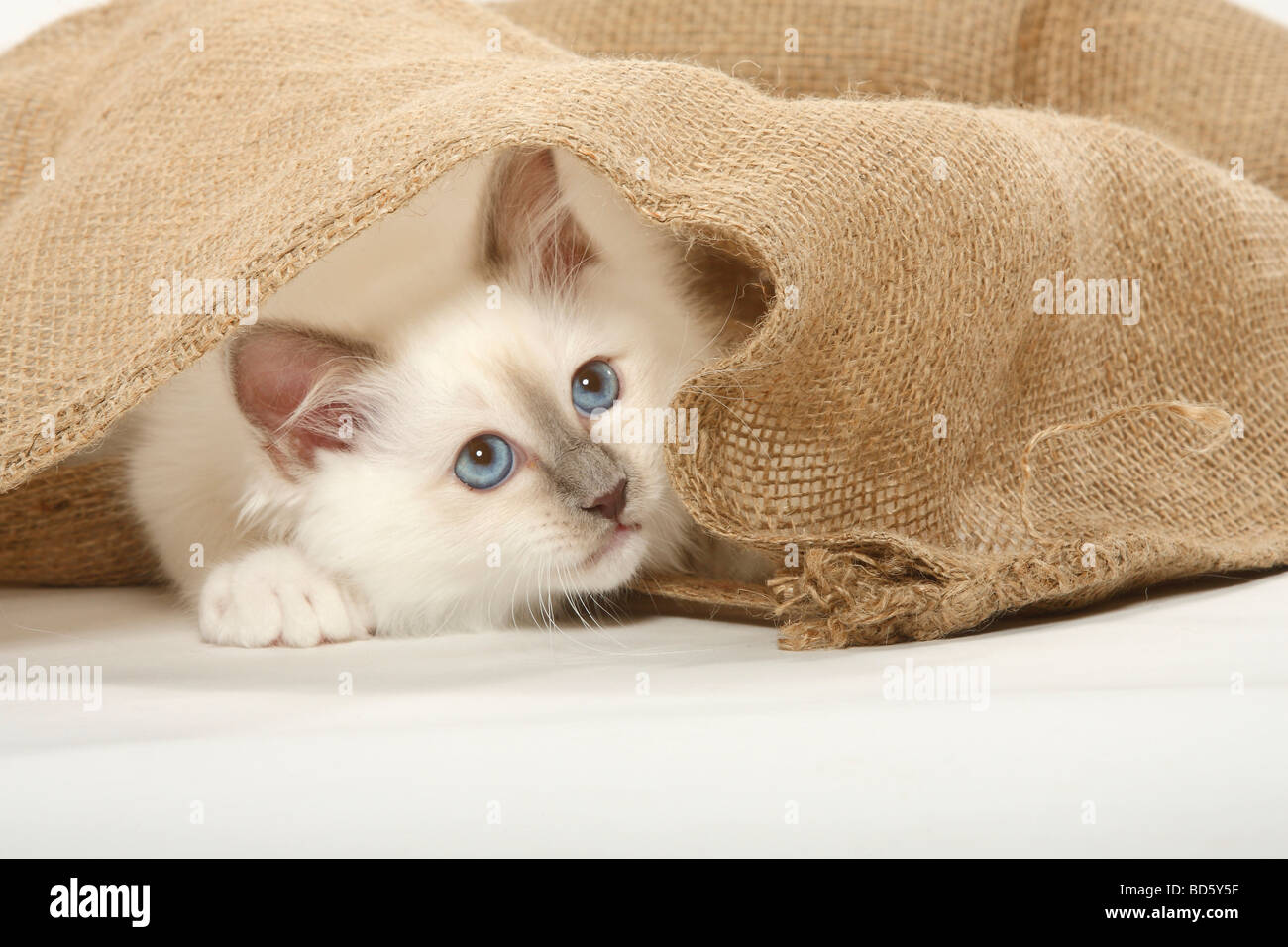 Sacred Cat Of Birma Kitten Birman Stock Photo 25331979 Alamy
