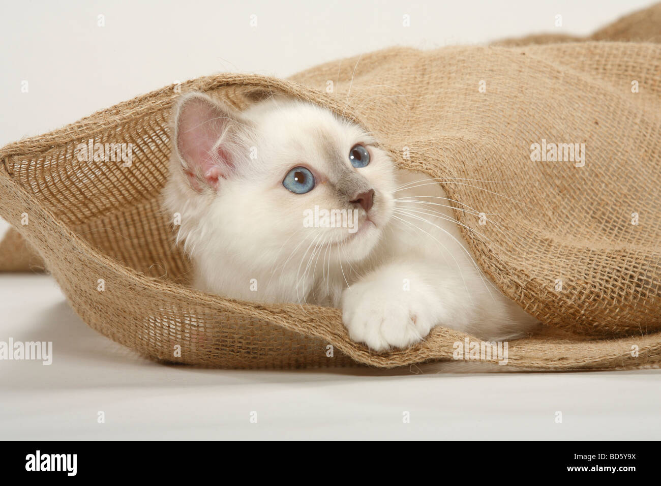 Sacred Cat Of Birma Kitten Birman Hidden Stock Photo 25332102 Alamy