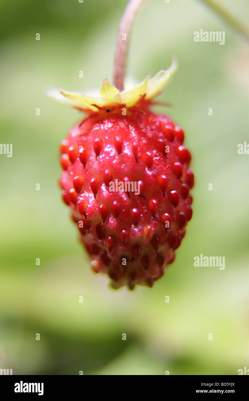 wild strawberry fragaria vesca Stock Photo
