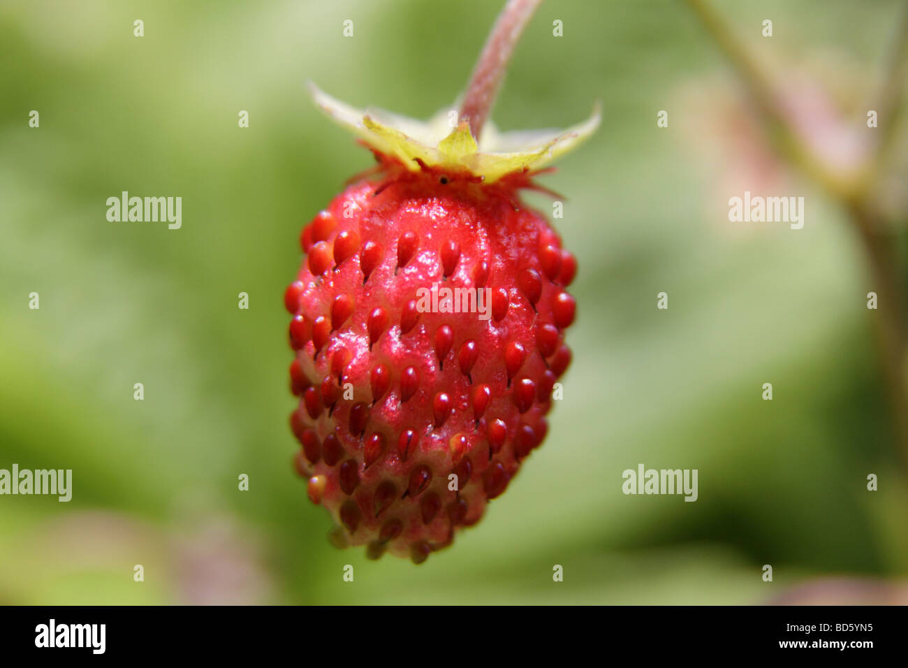 wild strawberry fragaria vesca Stock Photo
