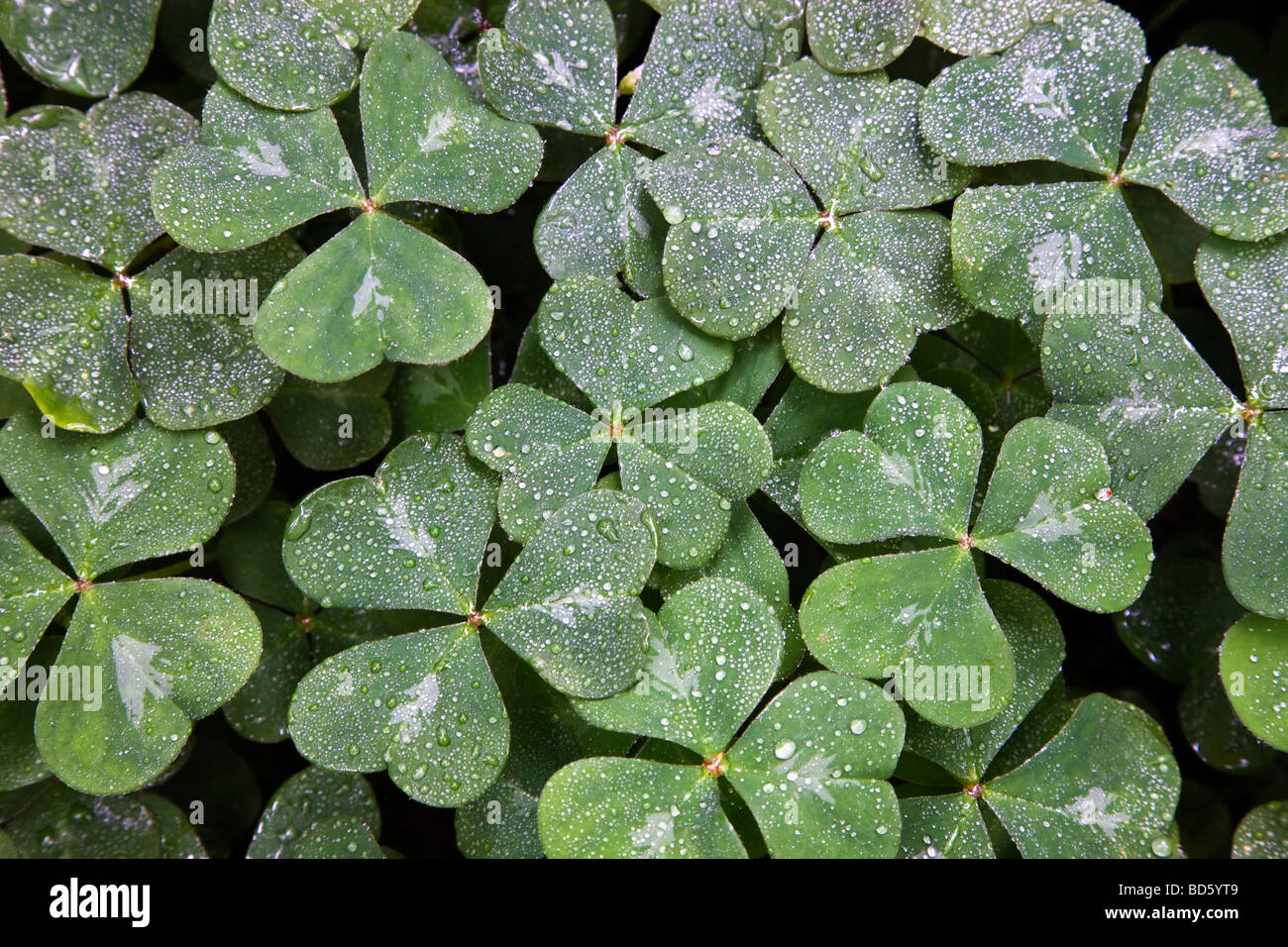 Oxalis, raindrops, growing in Redwood Forest. Stock Photo