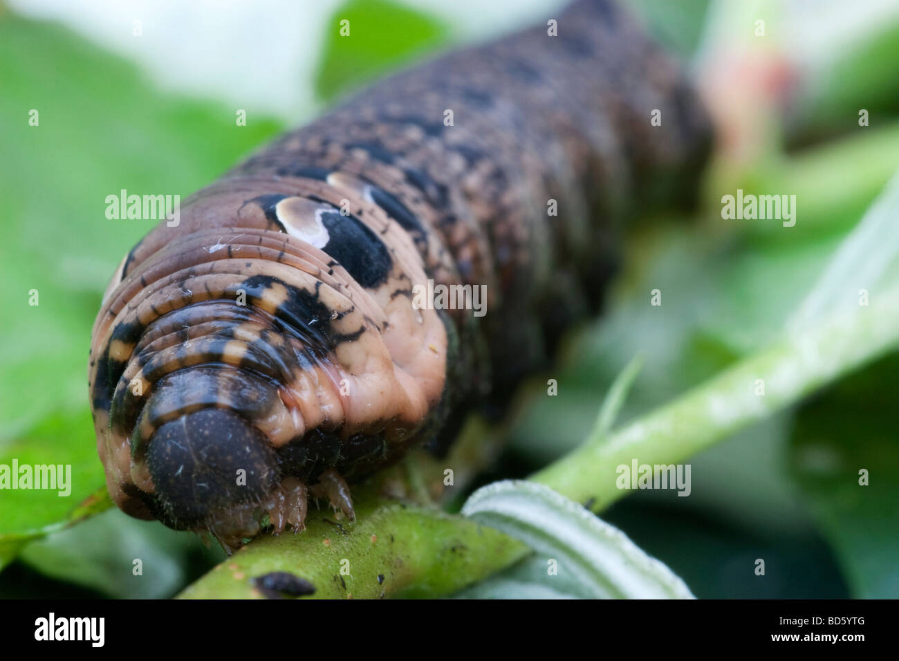 Hummingbird Hawkmoth Caterpillar Stock Photo Alamy hummingbird-hawkmoth-caterpillar-stock-photo-alamy