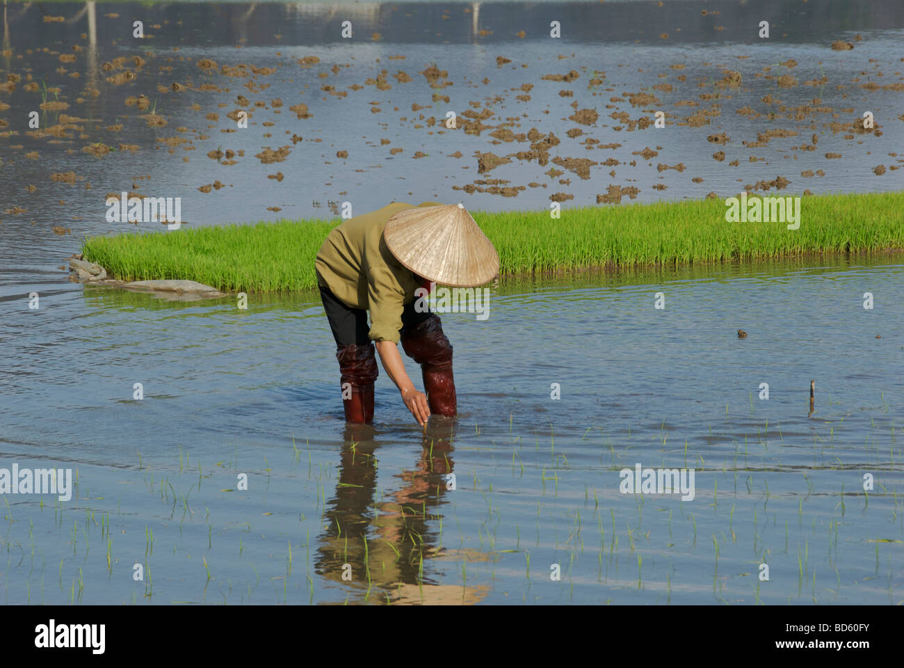 Woman planting rice Tam Coc Ninh Binh Province Northern Vietnam Stock Photo